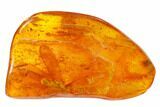 Detailed Fossil Winged Termite (Isoptera) In Baltic Amber #159757-1
